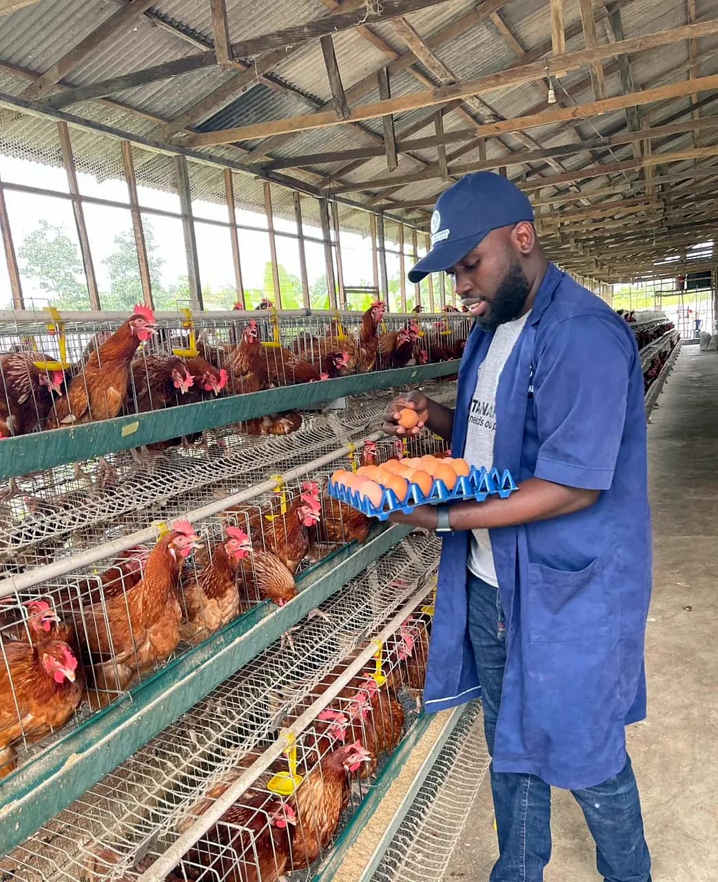 A farm owner checking a tray of eggs in a blue work coat