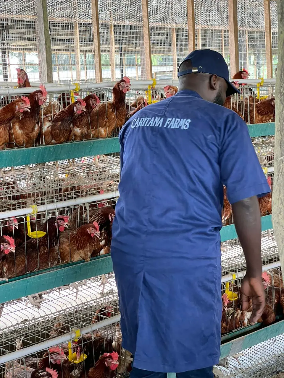 A team member seen from behind in a blue smock printed with Caritana Farms