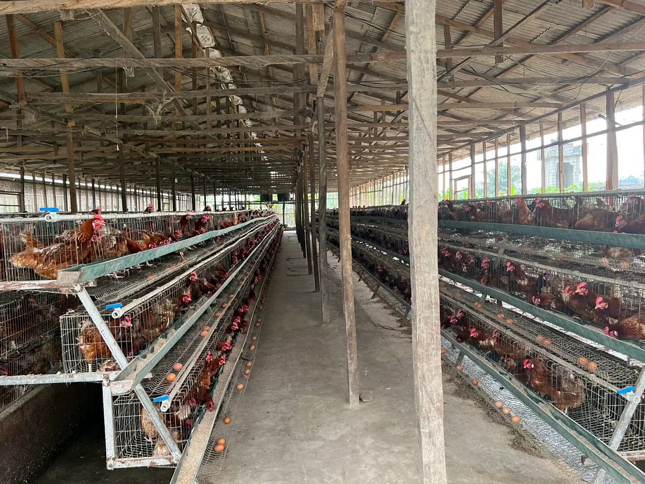Layer hens in tiered battery cages along a long aisle in the Caritana Farms laying house